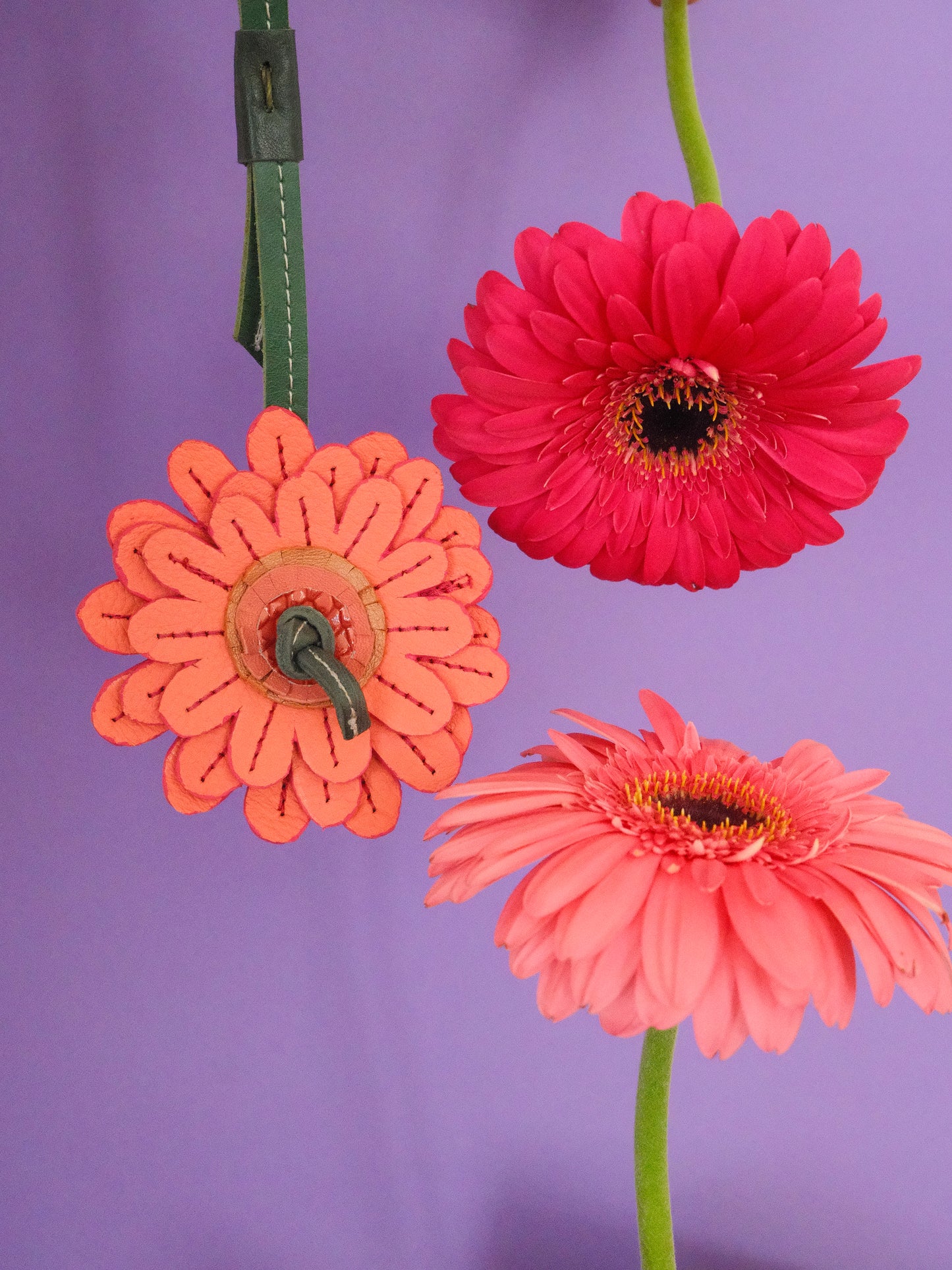 GERBERA ROSA