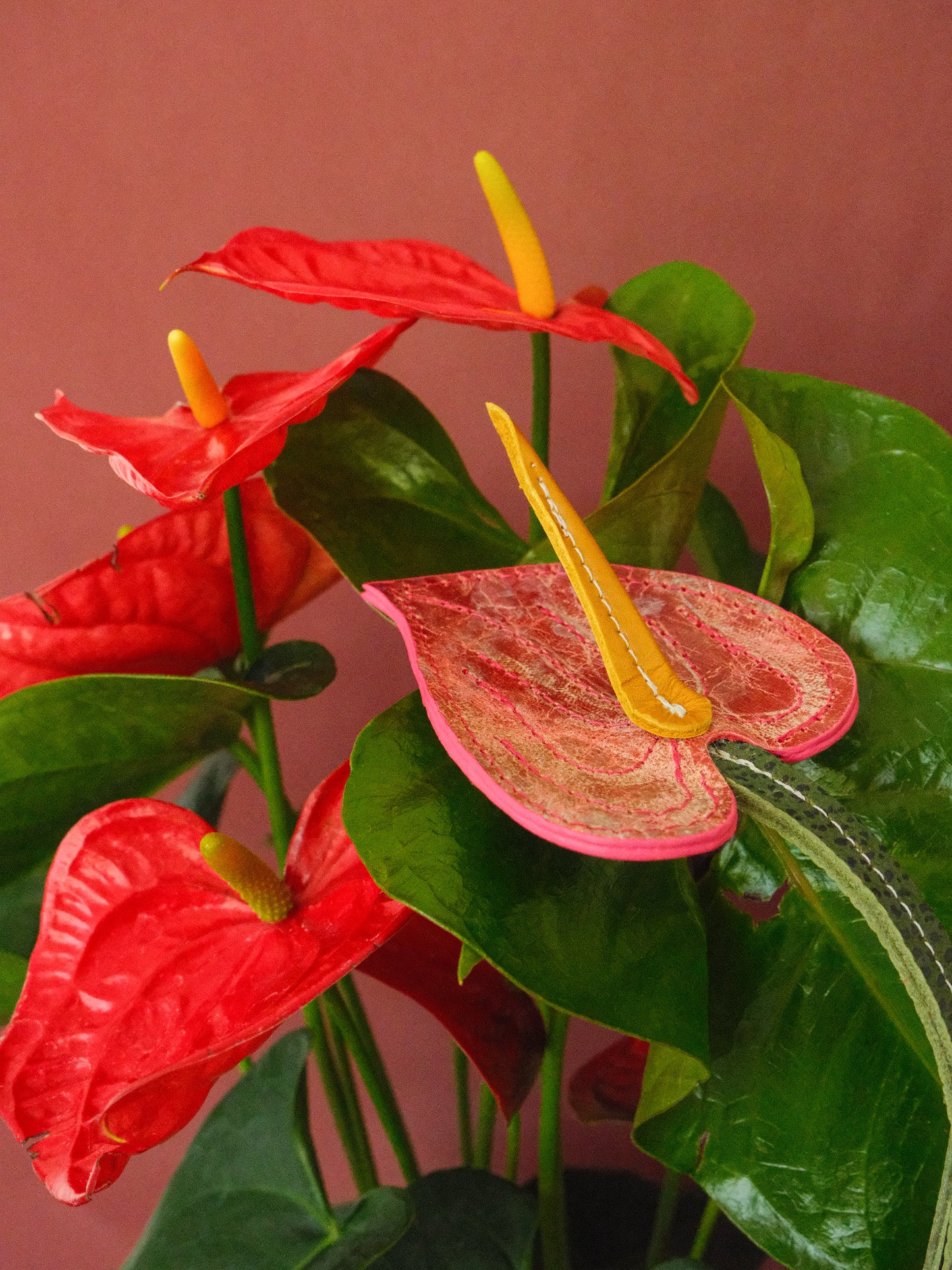 ANTURIO ROSA
